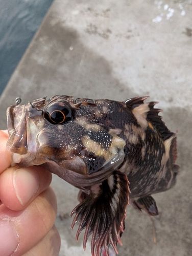 ムラソイの釣果