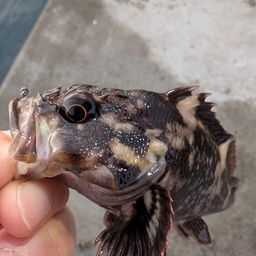 ムラソイ