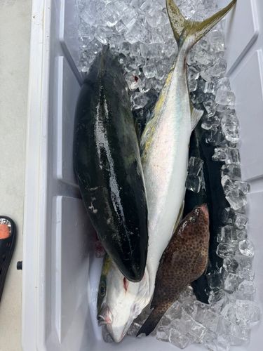 ブリの釣果