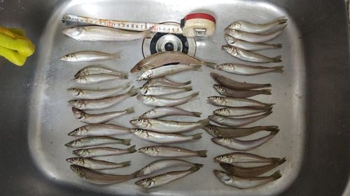シロギスの釣果