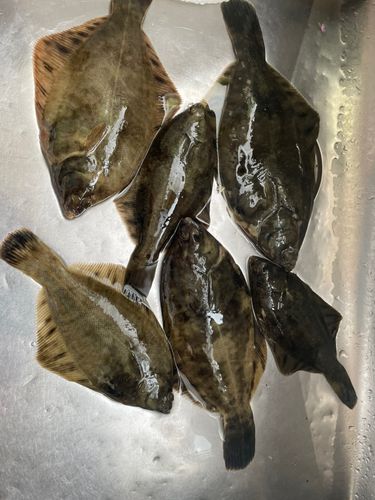 カレイの釣果