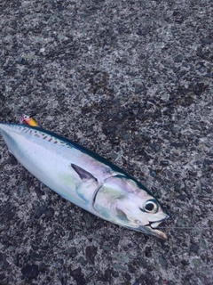 ソウダガツオの釣果