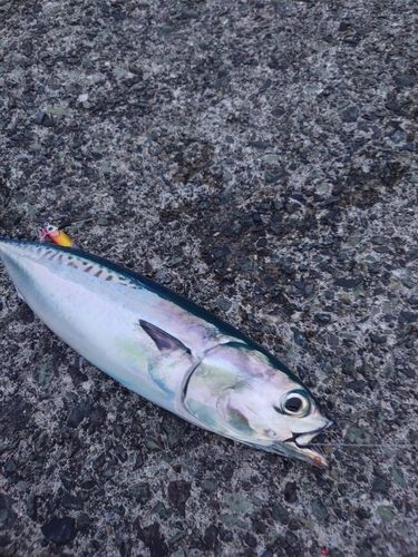ソウダガツオの釣果