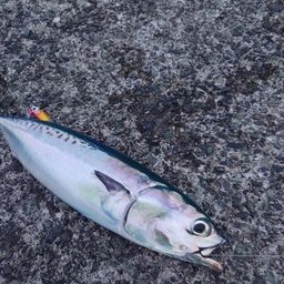 ソウダガツオ