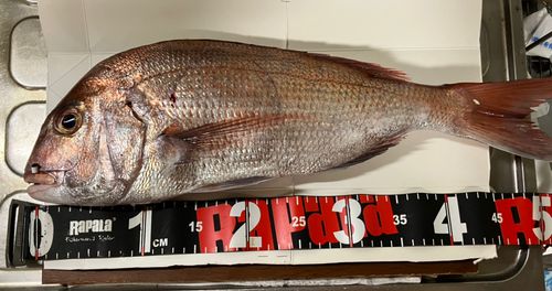 マダイの釣果