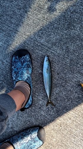 サバの釣果