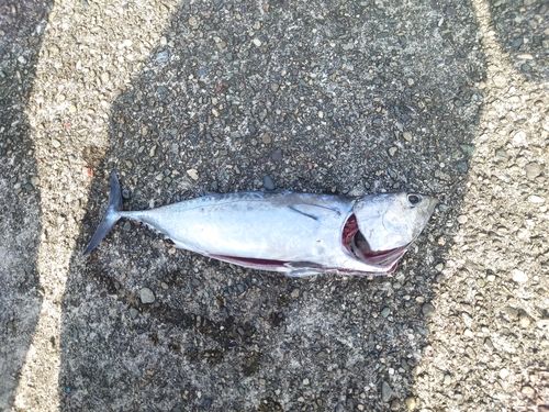ソウダガツオの釣果