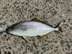 ネリゴの釣果