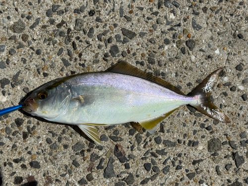 ネリゴの釣果