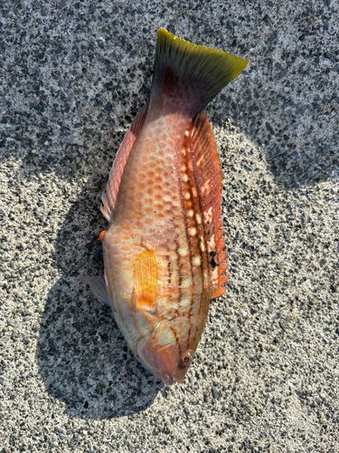 アカササノハベラの釣果