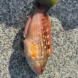 アカササノハベラ