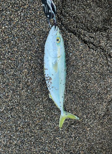 ワカシの釣果