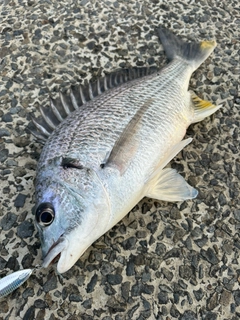 キビレの釣果