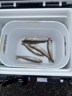 キスの釣果
