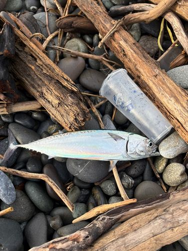 ソウダガツオの釣果