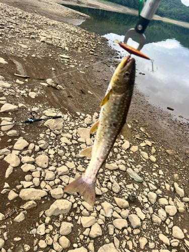 エゾイワナの釣果