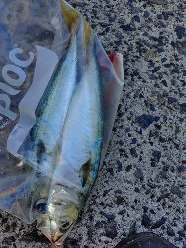 サバの釣果