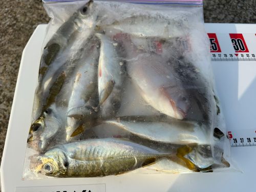 マアジの釣果