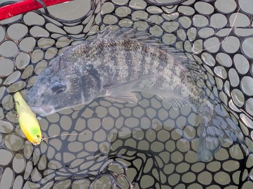 チヌの釣果