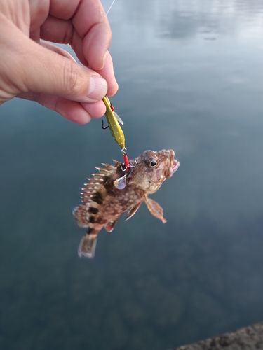 アラカブの釣果