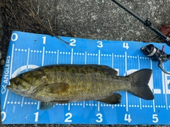 スモールマウスバスの釣果