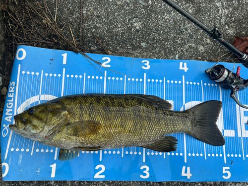 スモールマウスバスの釣果