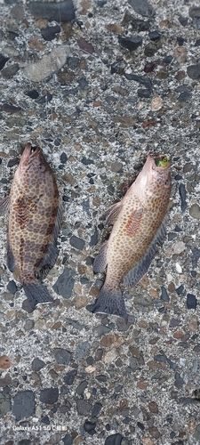 オオモンハタの釣果