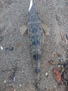 マゴチの釣果