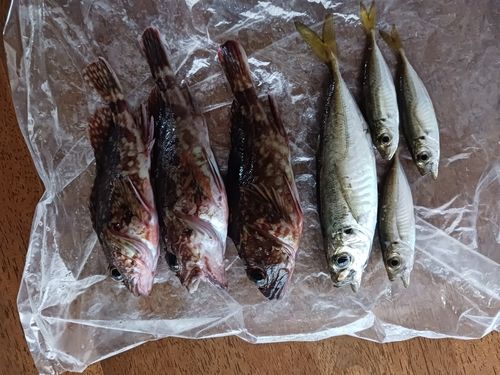 カサゴの釣果