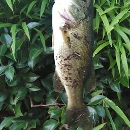 ラージマウスバス