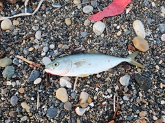 ワカシの釣果