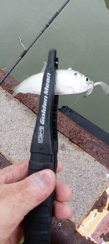 フッコ（マルスズキ）の釣果