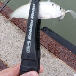 フッコ（マルスズキ）