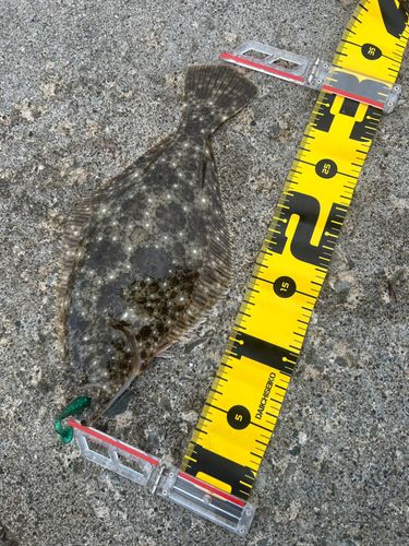 ヒラメの釣果