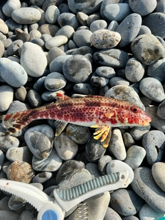 ヒメジの釣果