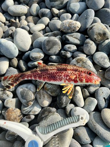 ヒメジの釣果