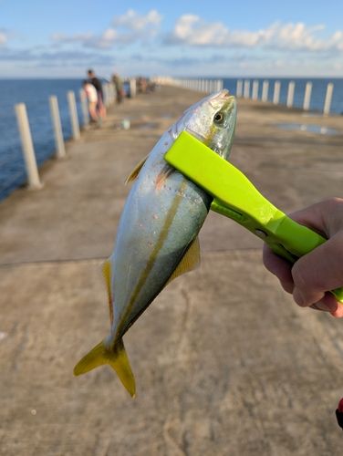 ワカシの釣果