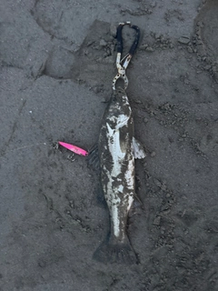 セイゴ（マルスズキ）の釣果