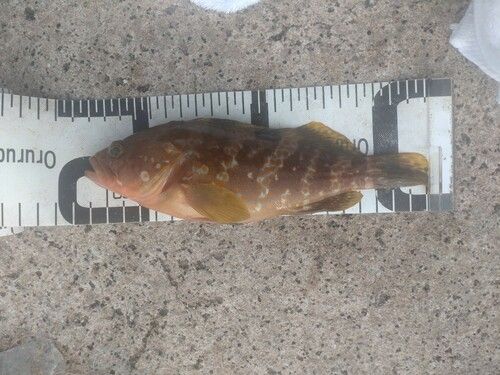 キジハタの釣果