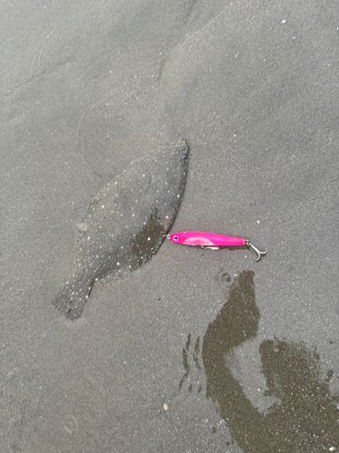 ソゲの釣果