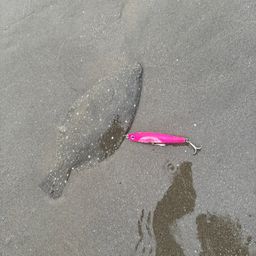 ソゲ