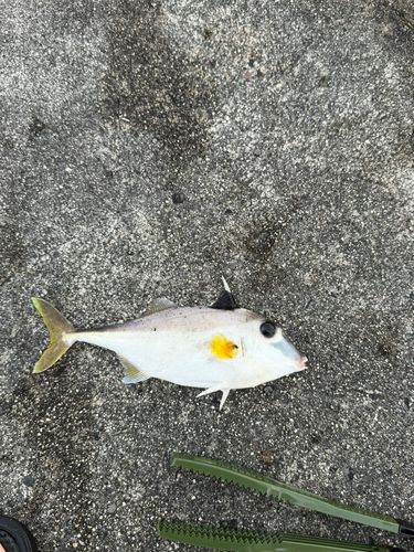 カワハギの釣果