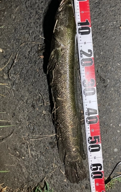 ライギョの釣果