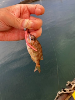 チャリコの釣果