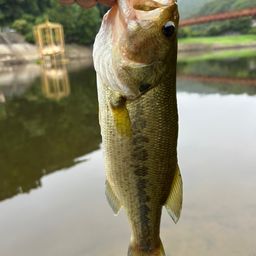 ブラックバス