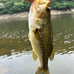 ブラックバス