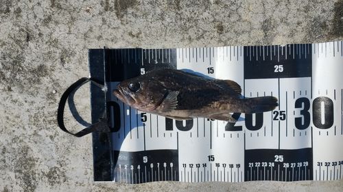 クロソイの釣果