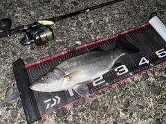ヒラスズキの釣果