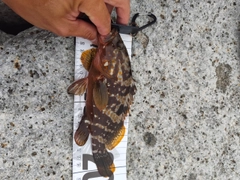 キジハタの釣果