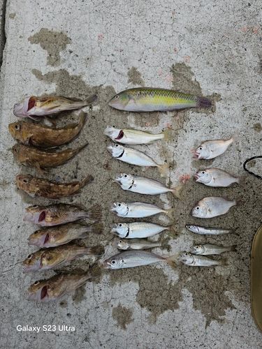 キュウセンの釣果